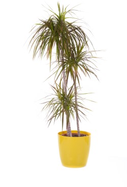 Dracaena marginata