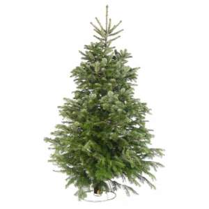 Nordmann fir standard fresh cut christmas tree 8ft p9080 44376 med