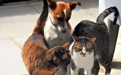Waarom een verzekering voor honden en katten?