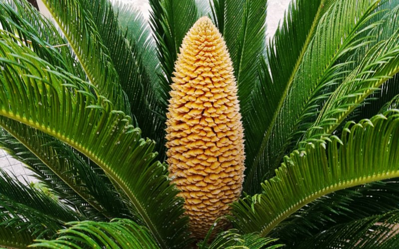 Cycas, de palm die geen palm is