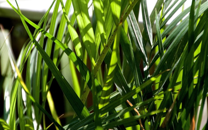 De verzorging van palmen als balkonplanten