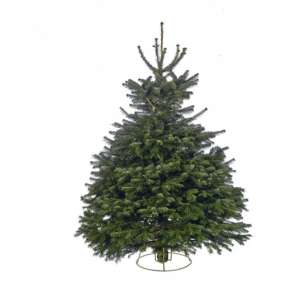 Nordmann fir premium fresh cut christmas tree 6ft